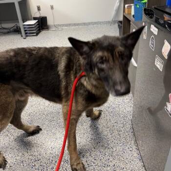 Shepherd Dogs Available for Adoption - Gatsby | PetCurious