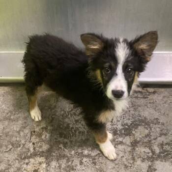 Collie and Mixed Breed Dogs Available for Adoption in Spokane, Washington - Watson | PetCurious