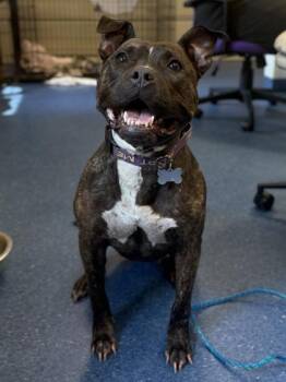 Girly Pop -  Pit Bull Terrier and Mixed Breed Dog for Adoption in King William, Virginia - Girly Pop | PetCurious