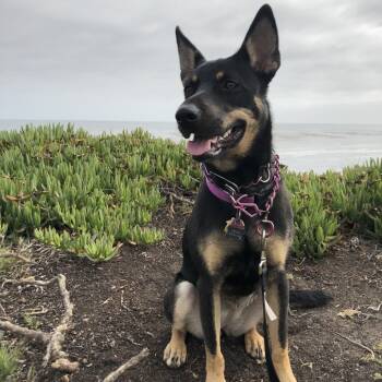 Rescue German Shepherd Dog and Labrador Retriever Dogs for Adoption in Fresno, California - Emma | PetCurious