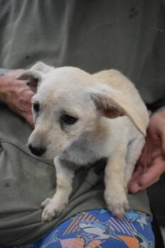 Bunny (Pixie) (L540 P6) -  Terrier Dog for Adoption in Pahrump, Nevada - Bunny (Pixie) (L540 P6) | PetCurious