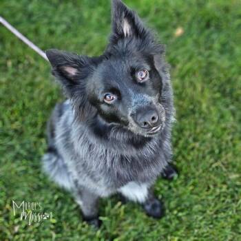 Timber -  Australian Cattle Dog Blue Heeler and Australian Shepherd Dog for Adoption in Spokane, Washington - Timber | PetCurious