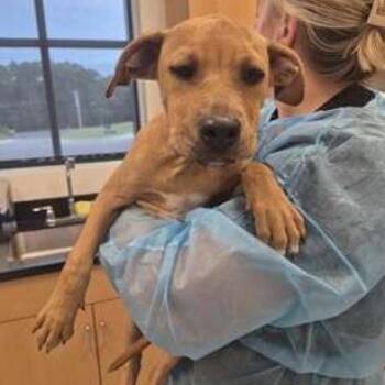 Blair -  Terrier Dog for Adoption in Tampa, Florida - Blair | PetCurious