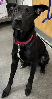 Rescue Labrador Retriever and Mixed Breed Dogs for Adoption - NELSON | PetCurious