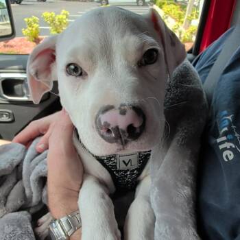 Pit Bull Terrier Dogs Available for Adoption in Palm Harbor, Florida - Pauley | PetCurious