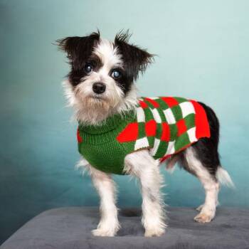 Maltese and Yorkie Poo Dogs Available for Adoption in Kaufman, Texas - LOUIE LOUIE | PetCurious