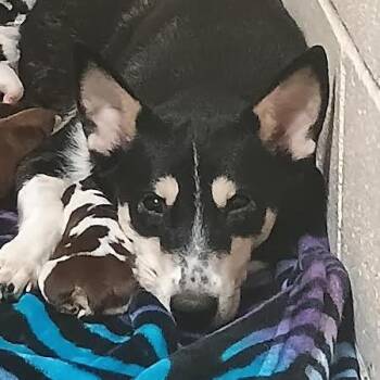 Athena -  Australian Cattle Dog Blue Heeler and Mixed Breed Dog for Adoption in Palestine, Texas - Athena | PetCurious
