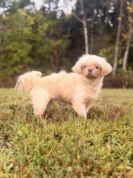Greta- Transport -  Shih Tzu Dog for Adoption in Gradyville, Kentucky - Greta- Transport | PetCurious