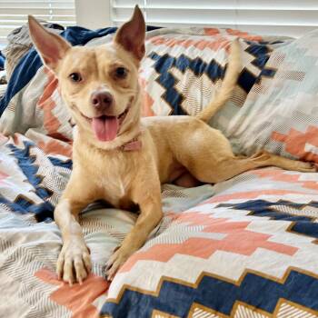Lizotte WA13110-T -  Basenji and Carolina Dog Dog for Adoption in Missouri City, Texas - Lizotte WA13110-T | PetCurious