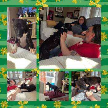 Pit Bull Terrier Dogs Available for Adoption - Wall-E | PetCurious