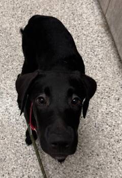 Hermione -  Labrador Retriever and Mixed Breed Dog for Adoption in Kansas City, Missouri - Hermione | PetCurious