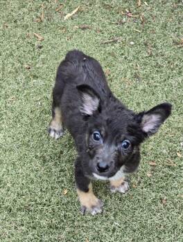 Soleil -  German Shepherd Dog and Border Collie Dog for Adoption in Apache Junction, Arizona - Soleil | PetCurious