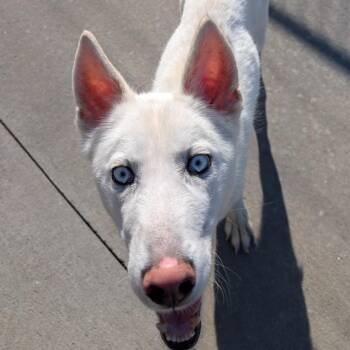 Husky Dogs Available for Adoption - Ghost | PetCurious