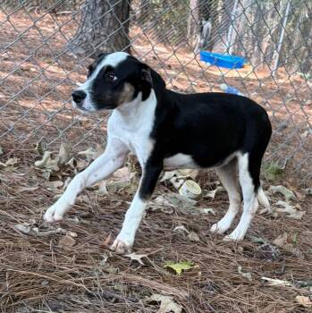 Scottie -  Labrador Retriever Dog for Adoption in Little Rock, Arkansas - Scottie | PetCurious