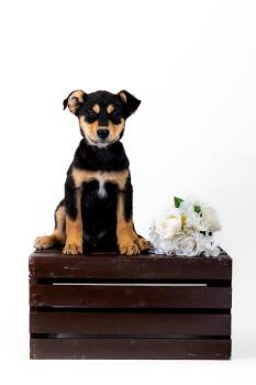 German Shepherd Dog Dogs Available for Adoption in Brighton, Colorado - 343-26 | PetCurious