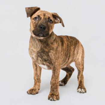 Pit Bull Terrier Dogs Available for Adoption - Louise | PetCurious