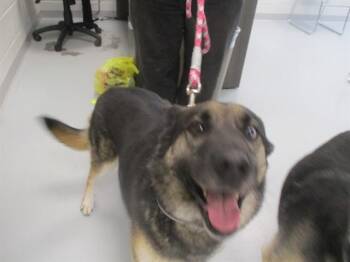 BEAR -  German Shepherd Dog Dog for Adoption in Ocala, Florida - BEAR | PetCurious