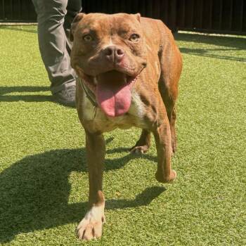 Mixed Breed Dogs Available for Adoption in Charlottesville, Virginia - Star | PetCurious