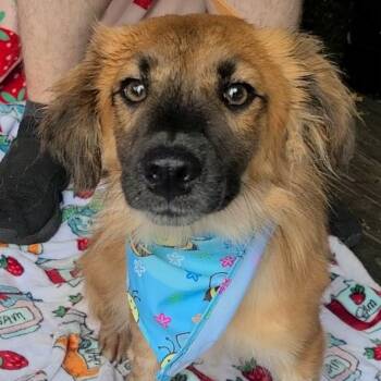 Aerie -  Papillon Dog for Adoption in Woolwich, Maine - Aerie | PetCurious