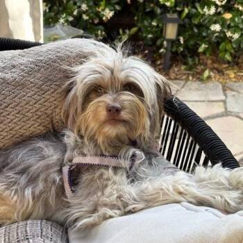 Nikki -  Silky Terrier and Maltese Dog Available for Adoption in Pacifica, California - Nikki | PetCurious