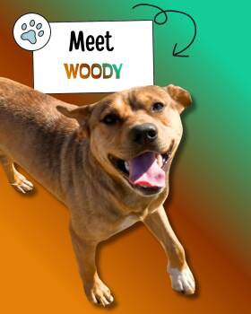 Australian Shepherd and German Shepherd Dog Dogs Available for Adoption - Woody | PetCurious