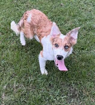 Socket -  Border Collie Dog for Adoption in Salisbury, Maryland - Socket | PetCurious