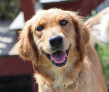 Karla (AO36790) -  Golden Retriever Dog for Adoption in Kansas City, Kansas - Karla (AO36790) | PetCurious