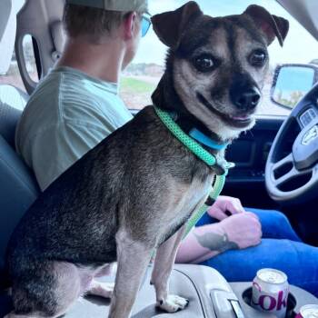 lil boss -  Chihuahua and Miniature Pinscher Dog for Adoption in Bismarck, North Dakota - Lil Boss | PetCurious