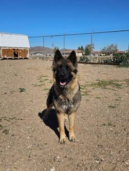 Rescue German Shepherd Dog Dogs for Adoption in Silver Springs, Nevada - Imara | PetCurious