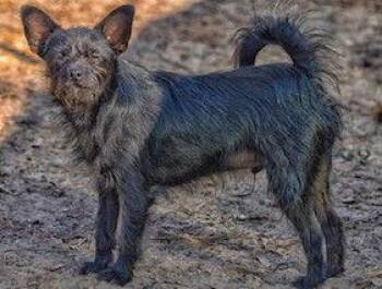 Schnauzer and Chihuahua Dogs Available for Adoption - Nac