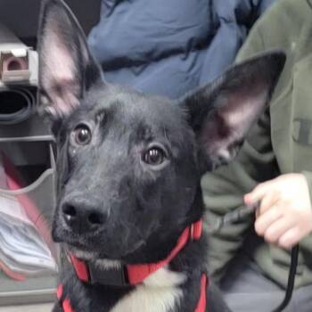 Rescue Labrador Retriever Dogs for Adoption in Lemont, Illinois - Fig | PetCurious