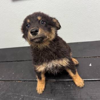 Astrid -  Mixed Breed and Husky Dog for Adoption in Casa Grande, Arizona - Astrid | PetCurious
