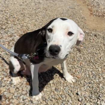 Mixed Breed Dogs Available for Adoption in Columbia, South Carolina - Aloe Vera | PetCurious