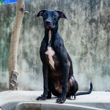 Pepe -  Labrador Retriever and English Pointer Dog for Adoption in New York, New York - Pepe | PetCurious
