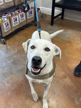 Millies -  Labrador Retriever Dog for Adoption in Bolivar, Missouri - Millies | PetCurious