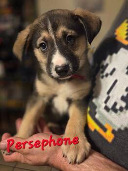 Shepherd Dogs Available for Adoption - Persephone | PetCurious