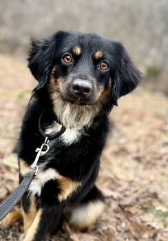 Hovawart and Australian Shepherd Dogs Available for Adoption - Vivienne | PetCurious