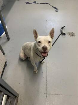 Pit Bull Terrier Dogs Available for Adoption in Corpus Christi, Texas - SNOW | PetCurious