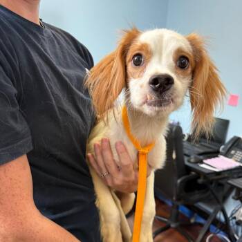 Russell -  Cavalier King Charles Spaniel Dog for Adoption in Wahiawa, Hawaii - Russell | PetCurious