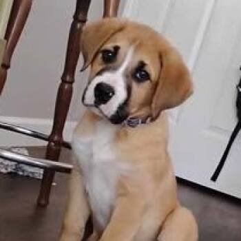 Rescue Border Collie and Dogue De Bordeaux Dogs for Adoption in Welch, Minnesota - Boss Hogg | PetCurious