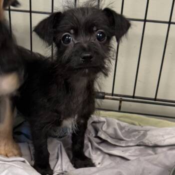 Rescue Schnauzer Dogs for Adoption in Huntsville, Alabama - Roscoe (in PA) | PetCurious
