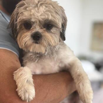 Ms. Gorgeous Lili -  Shih Tzu and Lhasa Apso Dog for Adoption in Ridgefield, Washington - Ms. Gorgeous Lili | PetCurious