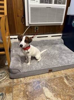 Camilla -  Jack Russell Terrier Dog for Adoption in Harrison, New York - Camilla | PetCurious