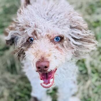 Rescue Miniature Poodle Dogs for Adoption in Richmond, Texas - Benetton | PetCurious