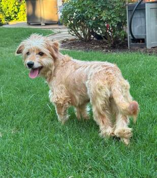 Olive -  Wheaten Terrier and Poodle Dog for Adoption in Rockwall, Texas - Olive | PetCurious