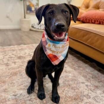 Jakey Baby The Lab Everyone Loves -  Labrador Retriever and Chocolate Labrador Retriever Dog for Adoption in Friendswood, Texas - Jakey Baby The Lab Everyone Loves | PetCurious