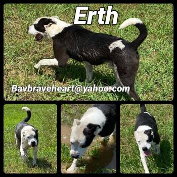 Rescue Boxer and Boston Terrier Dogs for Adoption in Ladonia, Texas - Erth | PetCurious