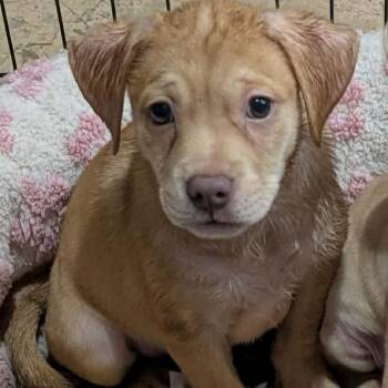 Sam -  Labrador Retriever and Mixed Breed Dog for Adoption in Phoenix, Maryland - Sam | PetCurious
