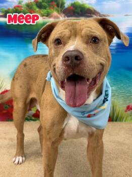 Meep -  Mixed Breed Dog for Adoption in Flint, Michigan - Meep | PetCurious