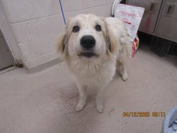 Great Pyrenees Dogs Available for Adoption in Marietta, Georgia - Mocha (53) | PetCurious